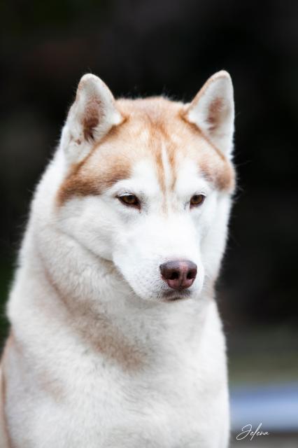 thor glava od naprijed 2.jpg